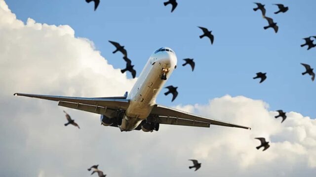 Bird Strike Causes Emergency for Skardu-Bound Flight Carrying 170 Passengers