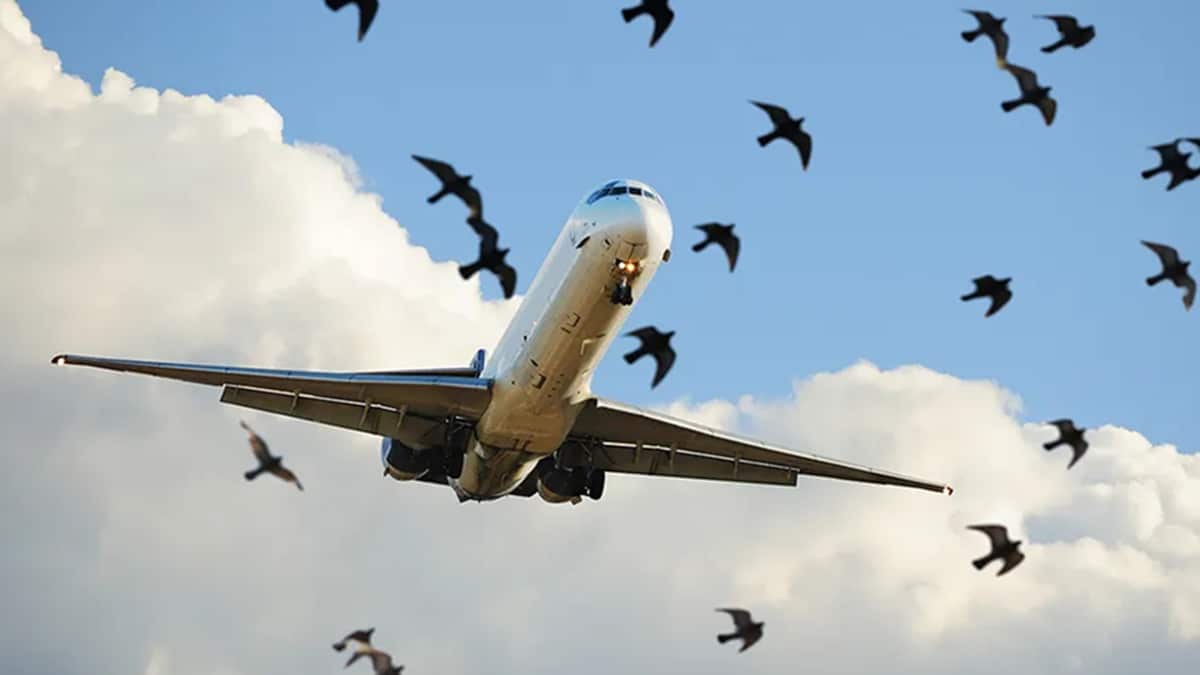 Bird Strike Causes Emergency for Skardu-Bound Flight Carrying 170 Passengers